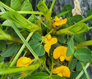 시골농부님의 기타작물 · 자유게시판 작성글 사진