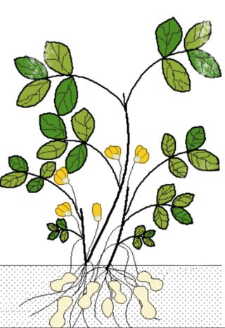 시골농부님의 기타작물 · 자유게시판 작성글 사진