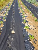 팜모닝 자유주제·자유게시판 게시글 이미지