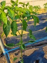 팜모닝 농부님! 어떤 농약 쓰세요?·참여 게시글 이미지