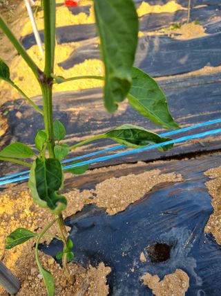 권오택님의 농부님! 어떤 농약 쓰세요? · 참여 작성글 사진