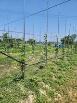 팜모닝 사과·일상 게시글 이미지