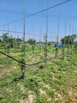 진진숙님의 사과 · 일상 작성글 사진