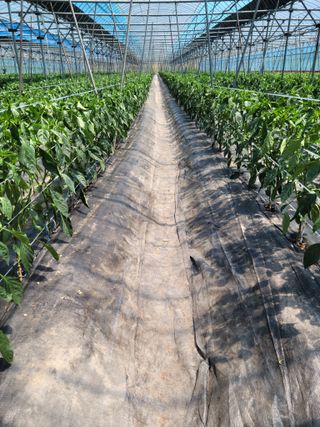 전남 장흥 장주하님의 고추 · 지주설치•유인•성장 작성글 사진