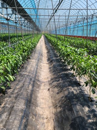 전남 장흥 장주하님의 고추 · 지주설치•유인•성장 작성글 사진