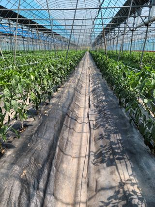 전남 장흥 장주하님의 고추 · 지주설치•유인•성장 작성글 사진