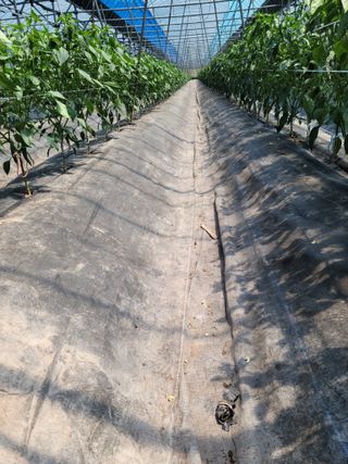 전남 장흥 장주하님의 고추 · 지주설치•유인•성장 작성글 사진