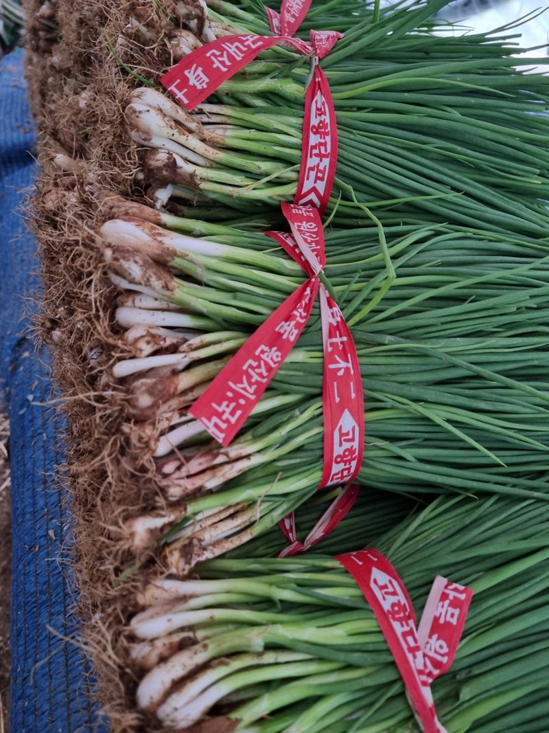 장터 상품 [흙쪽파  부터 배송합니다] 썸네일