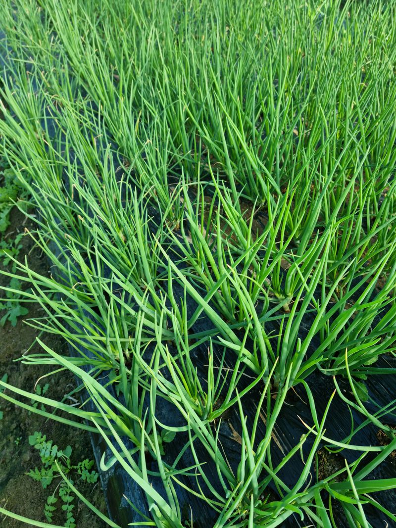 김종삼님의 장터 판매 상품 [흙쪽파  부터 배송합니다] 첨부 사진