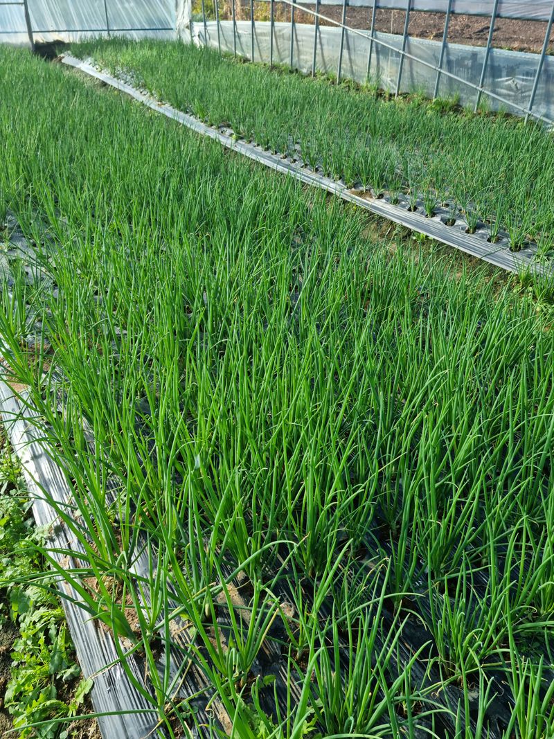 김종삼님의 장터 판매 상품 [흙쪽파  부터 배송합니다] 첨부 사진