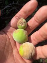 팜모닝 매실·병해충상담 게시글 이미지