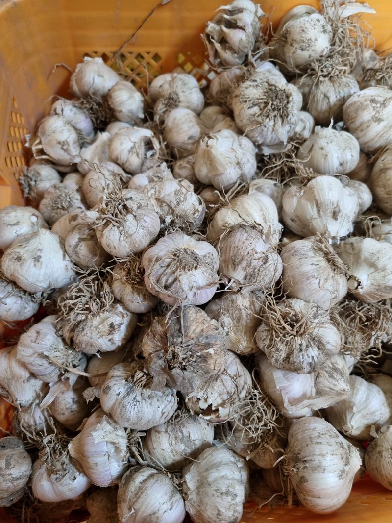 장터 상품 [토종 마늘 소 100개] 썸네일