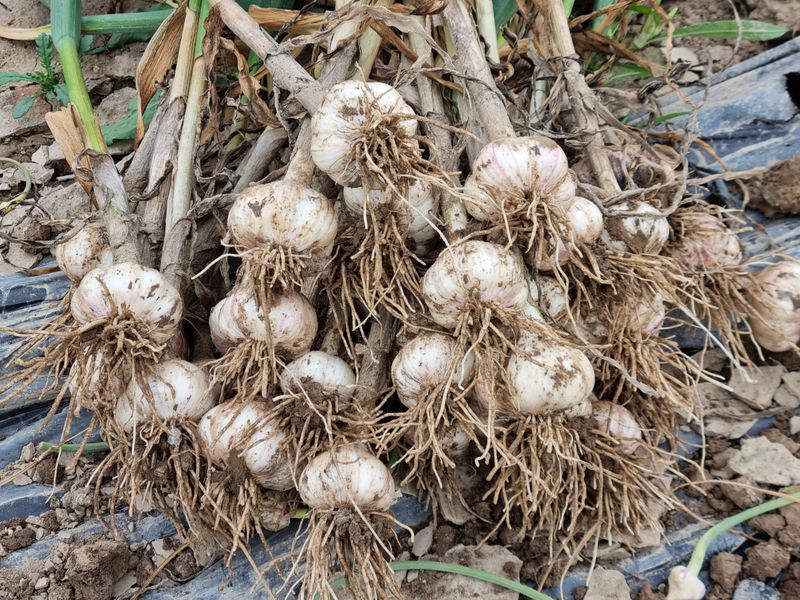 믿고사는농원-송미경님의 장터 판매 상품 [토종 마늘 소 100개] 첨부 사진