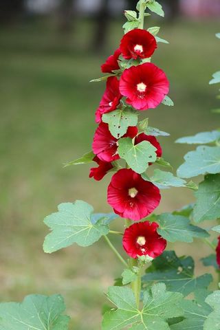 해뜨는농원/강혜광님의 들깨 · 자유게시판 작성글 사진