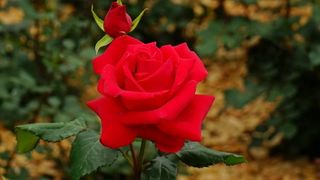 해뜨는농원/강혜광님의 들깨 · 자유게시판 작성글 사진