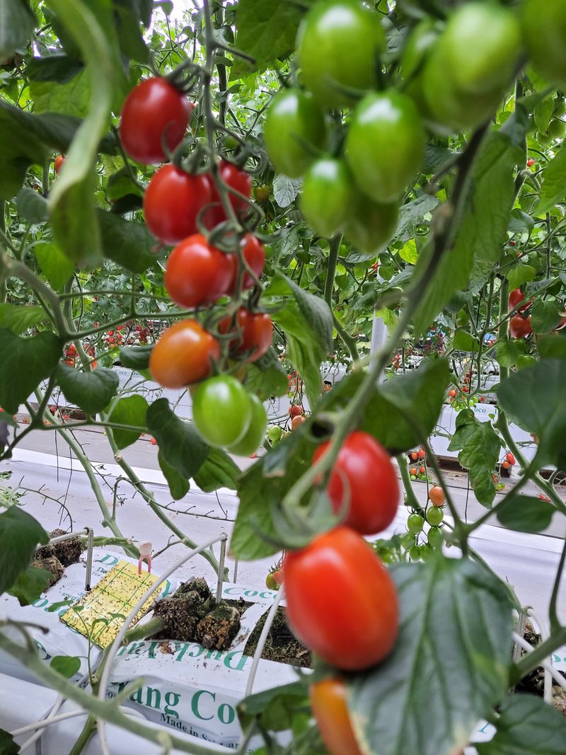 장터 상품 [대추방울토마토5kg] 썸네일