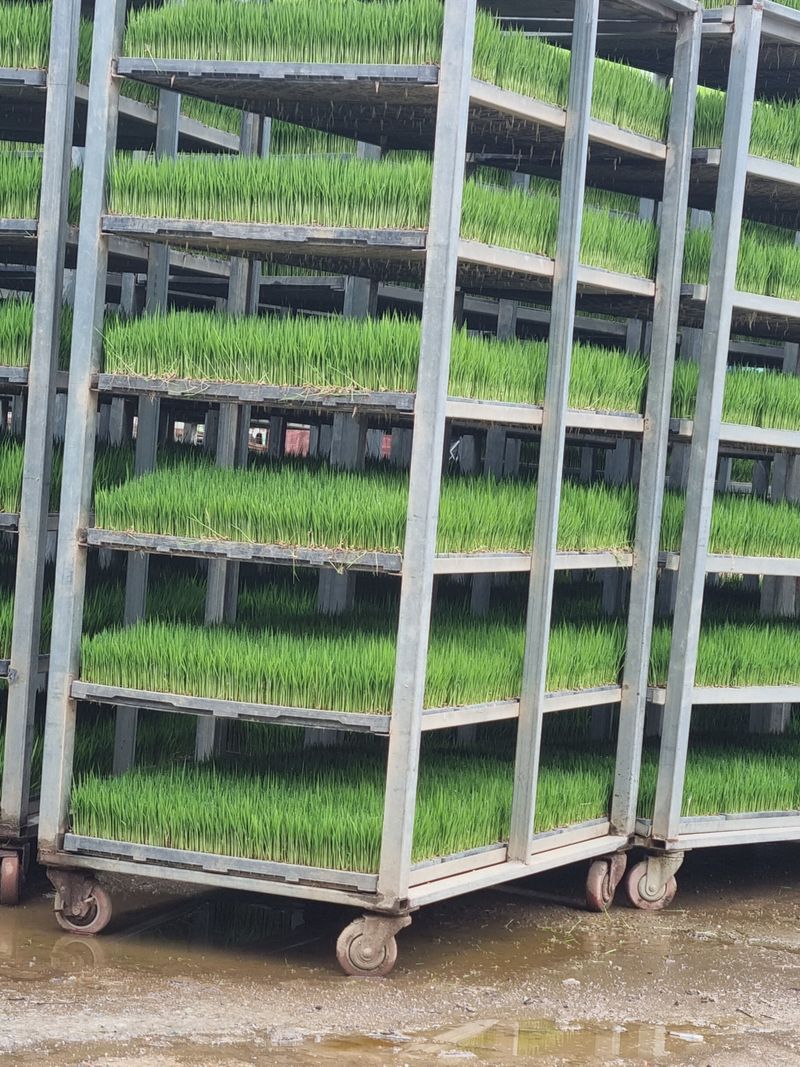 장터 상품 [벼 육묘 새청무] 썸네일