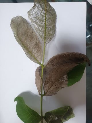 한농농약종묘사님의 기타작물 · 병해충상담 작성글 사진