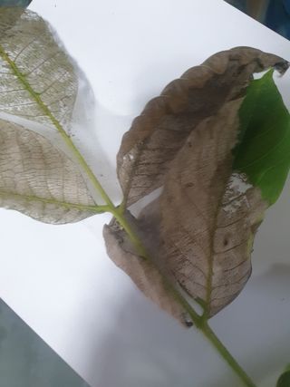 한농농약종묘사님의 기타작물 · 병해충상담 작성글 사진