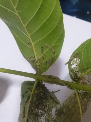 한농농약종묘사님의 기타작물 · 병해충상담 작성글 사진