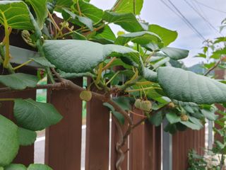 조정분(사랑이엄마)님의 자유주제 · 자유게시판 작성글 사진