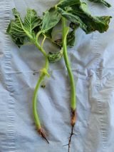 팜모닝 참깨·병해충상담 게시글 이미지