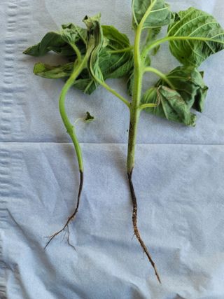 윤병주님의 참깨 · 병해충상담 작성글 사진