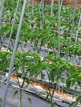 팜모닝 고추·일상 게시글 이미지