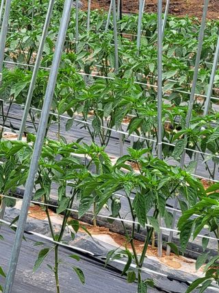 문정남님의 고추 · 일상 작성글 사진