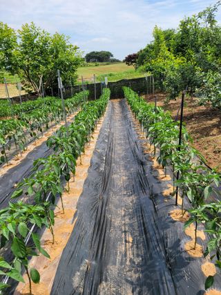 문정남님의 고추 · 일상 작성글 사진