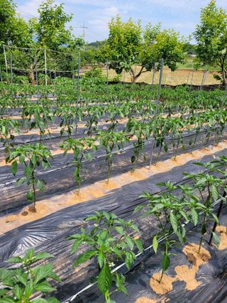 문정남님의 고추 · 일상 작성글 사진