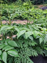 팜모닝 두릅·일상 게시글 이미지