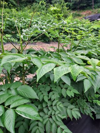 신경숙님의 두릅 · 일상 작성글 사진