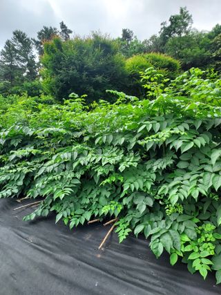 신경숙님의 두릅 · 일상 작성글 사진