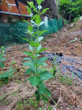 신경숙님의 두릅 · 일상 작성글 사진