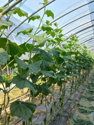 농민님의 오이 · 자유게시판 작성글 사진