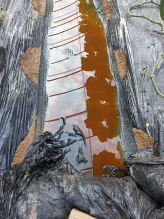 농민님의 오이 · 자유게시판 작성글 사진