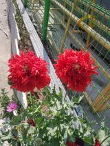 팜모닝 자유주제·사진전 게시글 이미지