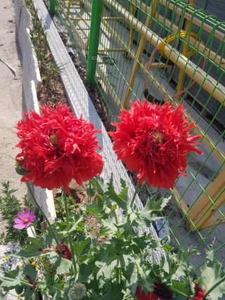 진일환님의 자유주제 · 사진전 작성글 사진