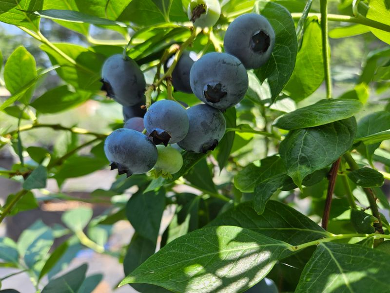 장터 상품 [블루베리 1Kg  (1100g) 으로 드림] 썸네일