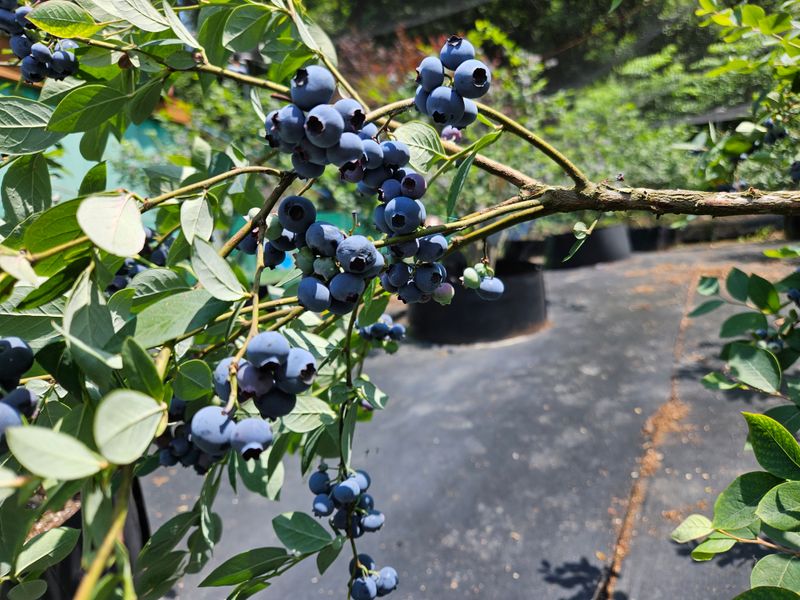 모란님의 장터 판매 상품 [블루베리 1Kg  (1100g) 으로 드림] 첨부 사진