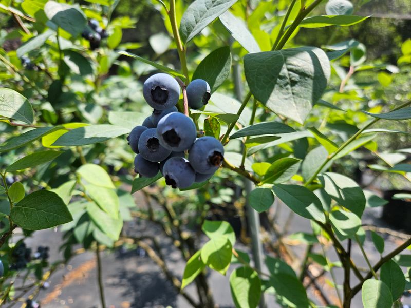 모란님의 장터 판매 상품 [블루베리 1Kg  (1100g) 으로 드림] 첨부 사진