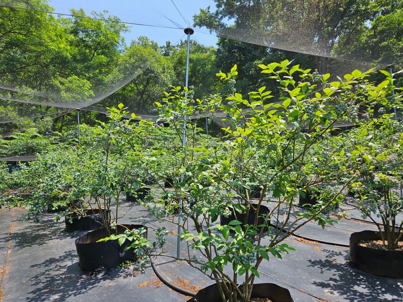 모란님의 장터 판매 상품 [블루베리 1Kg  (1100g) 으로 드림] 첨부 사진