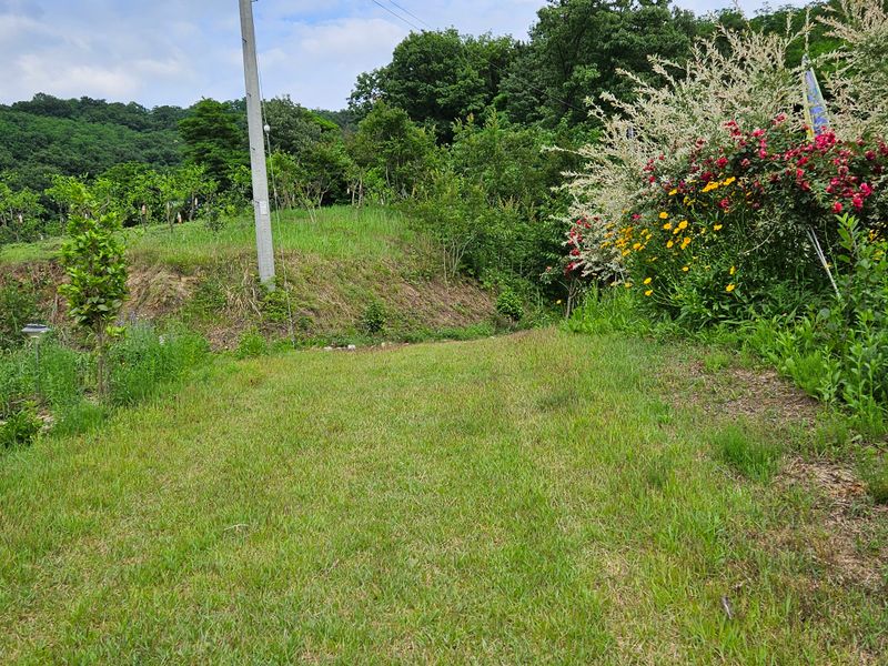 모란님의 장터 판매 상품 [블루베리 1Kg  (1100g) 으로 드림] 첨부 사진