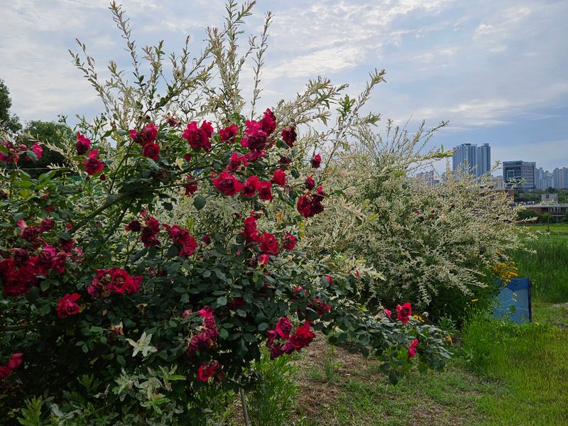 모란님의 장터 판매 상품 [블루베리 1Kg  (1100g) 으로 드림] 첨부 사진