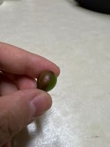 팜모닝 포도·병해충상담 게시글 이미지