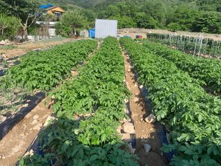 박정애님의 감자 · 자유게시판 작성글 사진