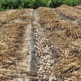 팜모닝 마늘·수확 게시글 이미지