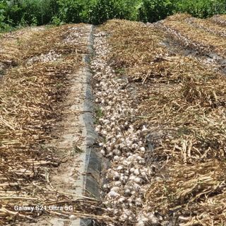 가야산자락한수덕님의 마늘 · 수확 작성글 사진