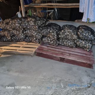 가야산자락한수덕님의 마늘 · 수확 작성글 사진